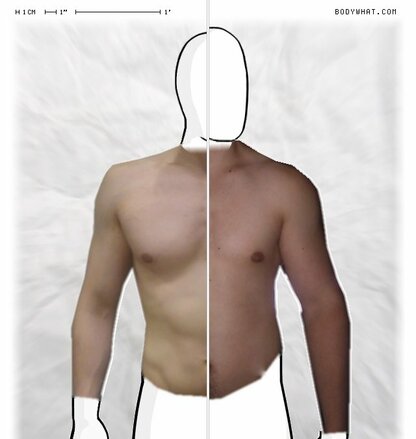 Torso Comparison