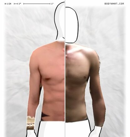 Torso Comparison