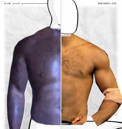 Torso Comparison