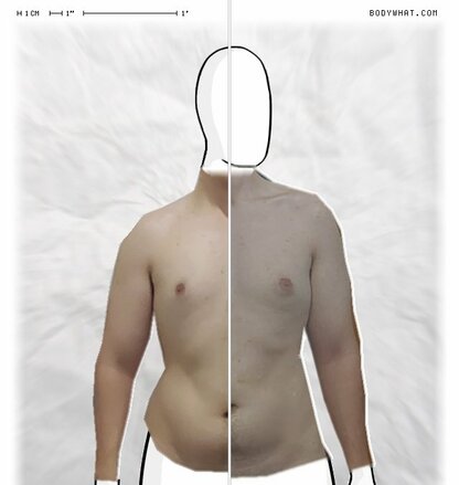 Torso Comparison