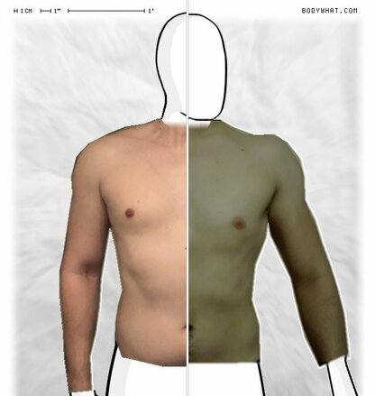 Torso Comparison