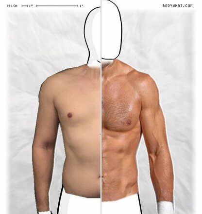 Torso Comparison