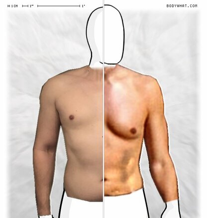 Torso Comparison