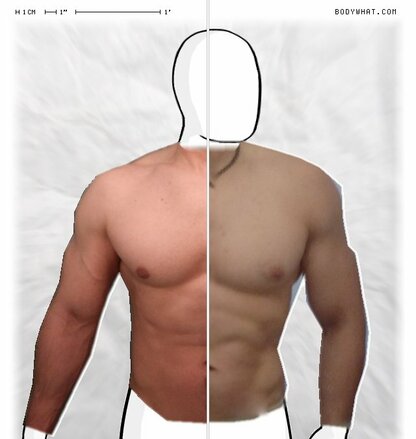 Torso Comparison