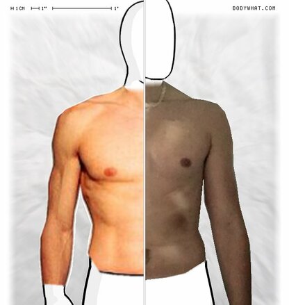 Torso Comparison