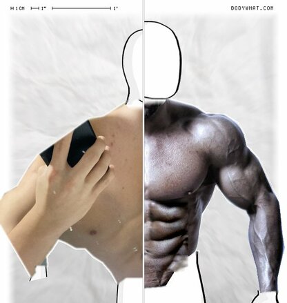 Torso Comparison