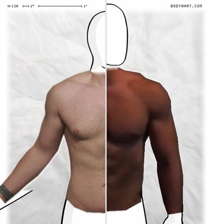 Torso Comparison