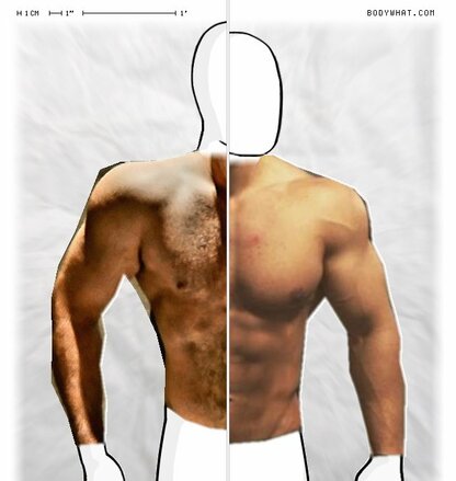 Torso Comparison