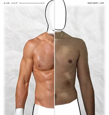 Torso Comparison