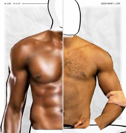 Torso Comparison