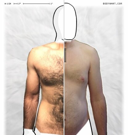 Torso Comparison