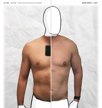 Torso Comparison
