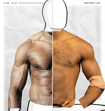 Torso Comparison