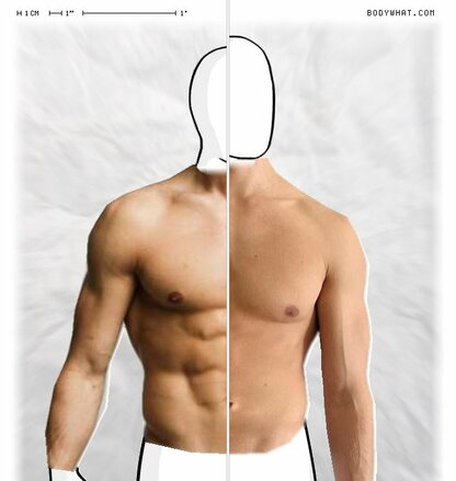Torso Comparison