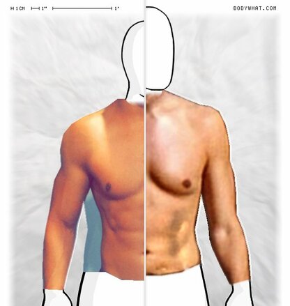 Torso Comparison