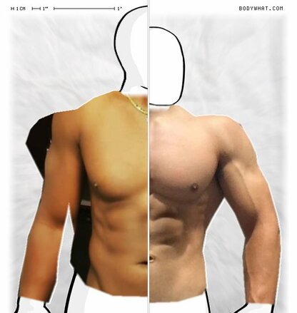 Torso Comparison