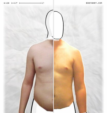 Torso Comparison