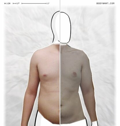 Torso Comparison