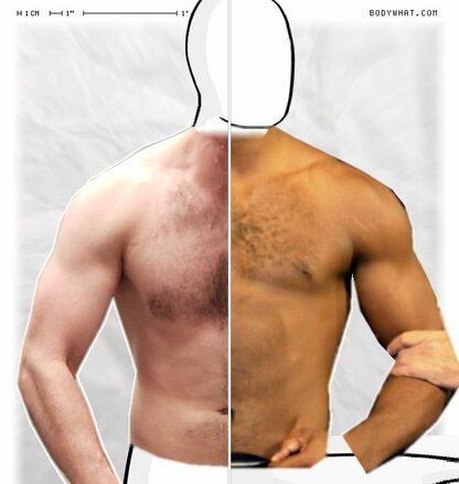 Torso Comparison