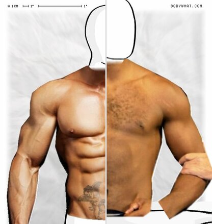 Torso Comparison