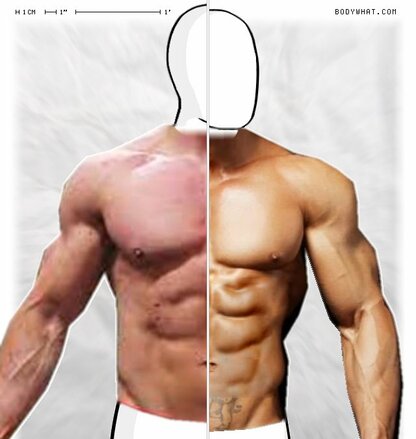 Torso Comparison