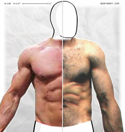 Torso Comparison