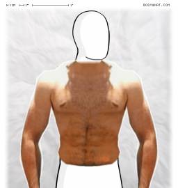 Torso