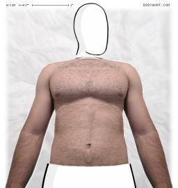 Torso