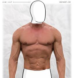 Torso