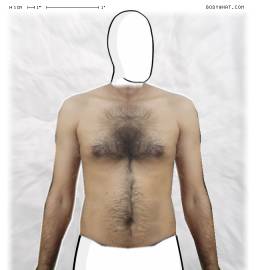 Torso