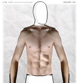 Torso