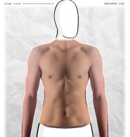 Torso