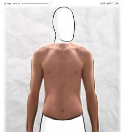 Torso