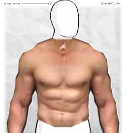 Torso