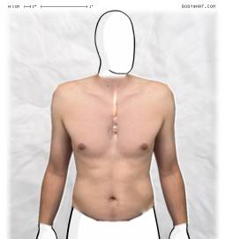 Torso
