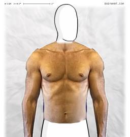 Torso
