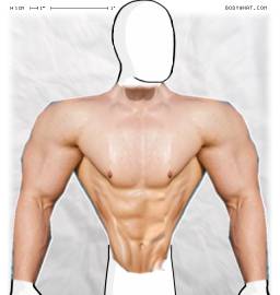 Torso