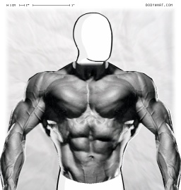 Torso