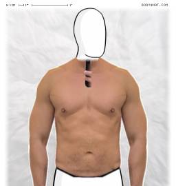 Torso
