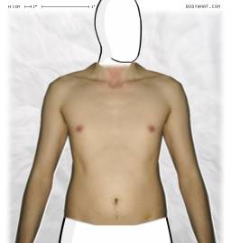 Torso
