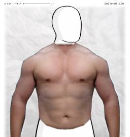Torso