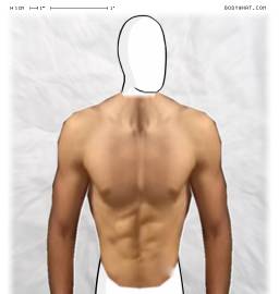 Torso