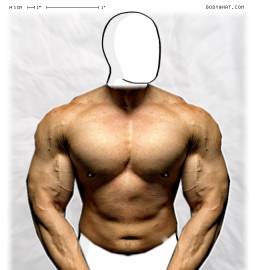 Torso