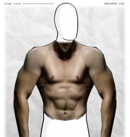 Torso