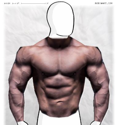 Muscle Morphing
