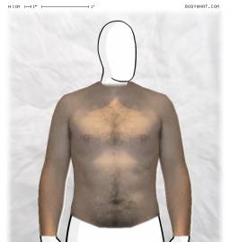 Torso