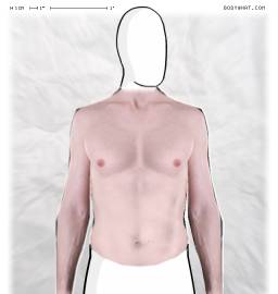 Torso