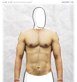 Torso