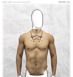 Torso