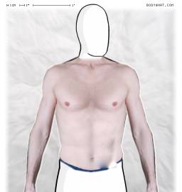Torso